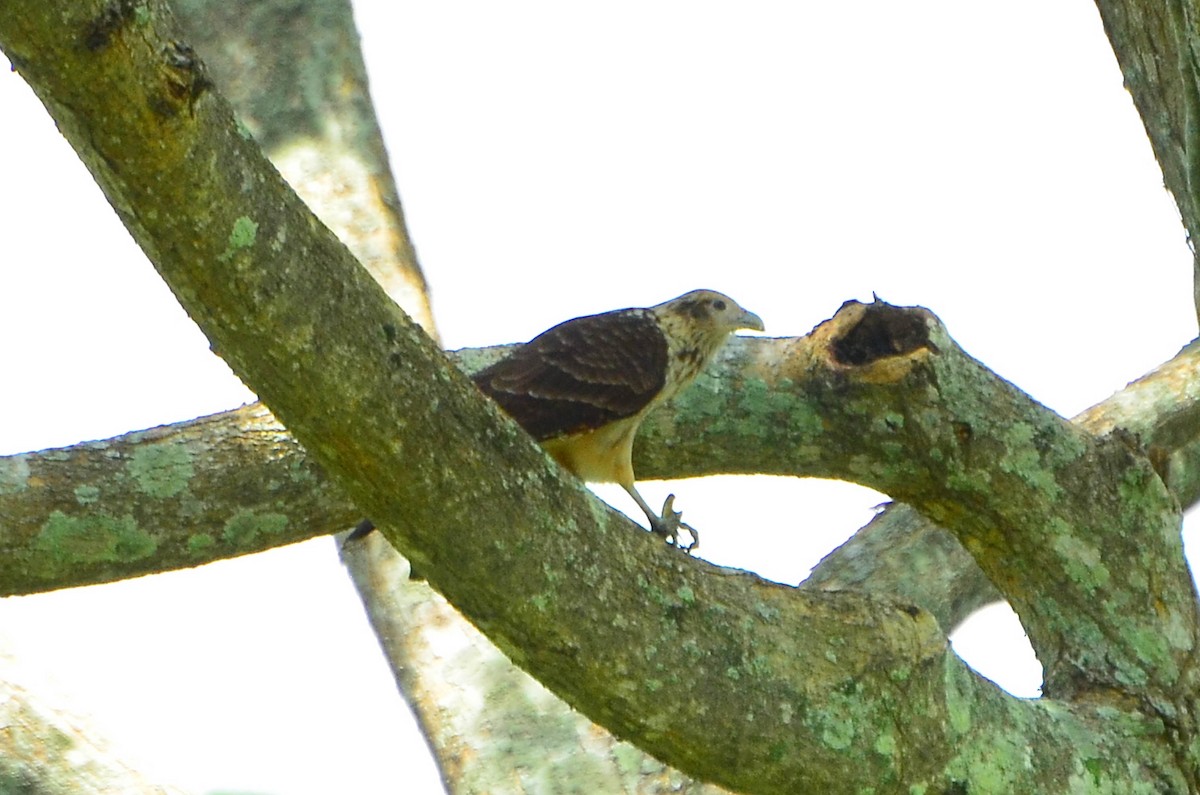 Yellow-headed Caracara - ML618003276