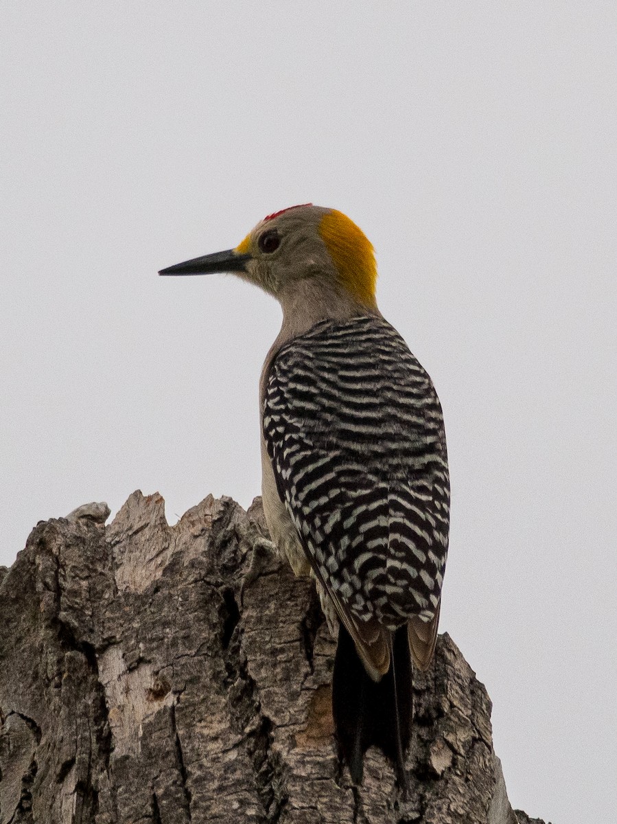Golden-fronted Woodpecker - ML618003302