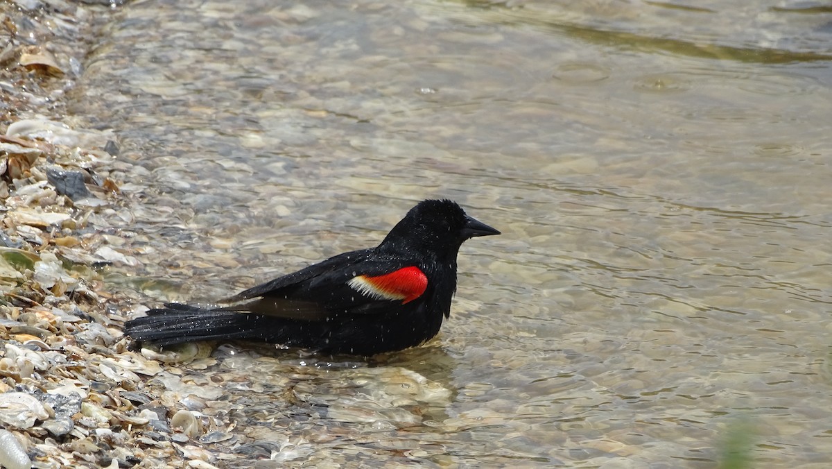 Red-winged Blackbird - Amy Simmons