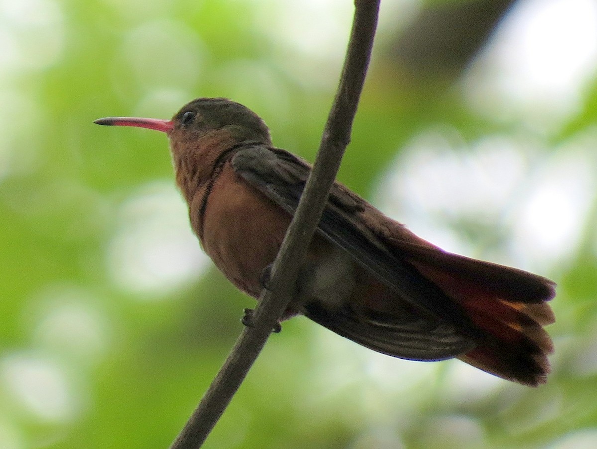 Cinnamon Hummingbird - Scott Schwenk