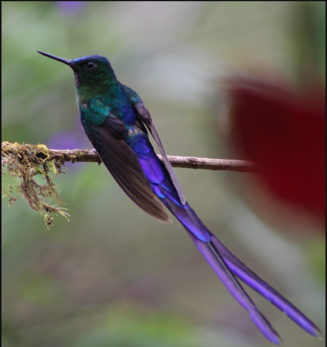 Violet-tailed Sylph - ML618003393