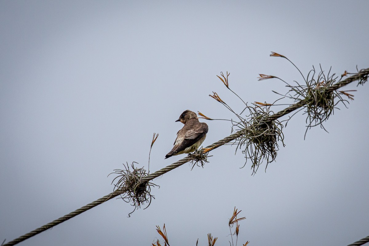 Southern Rough-winged Swallow - Francisco Russo