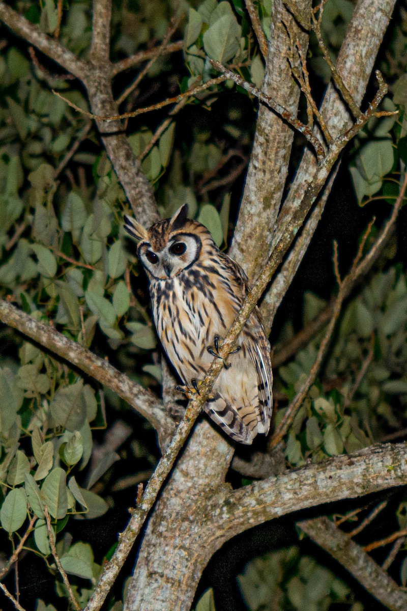 Striped Owl - ML618003434