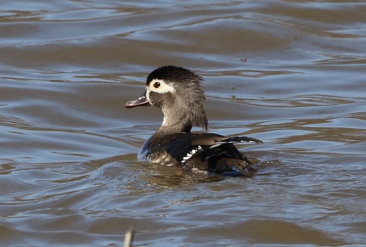 Wood Duck - ML618003444