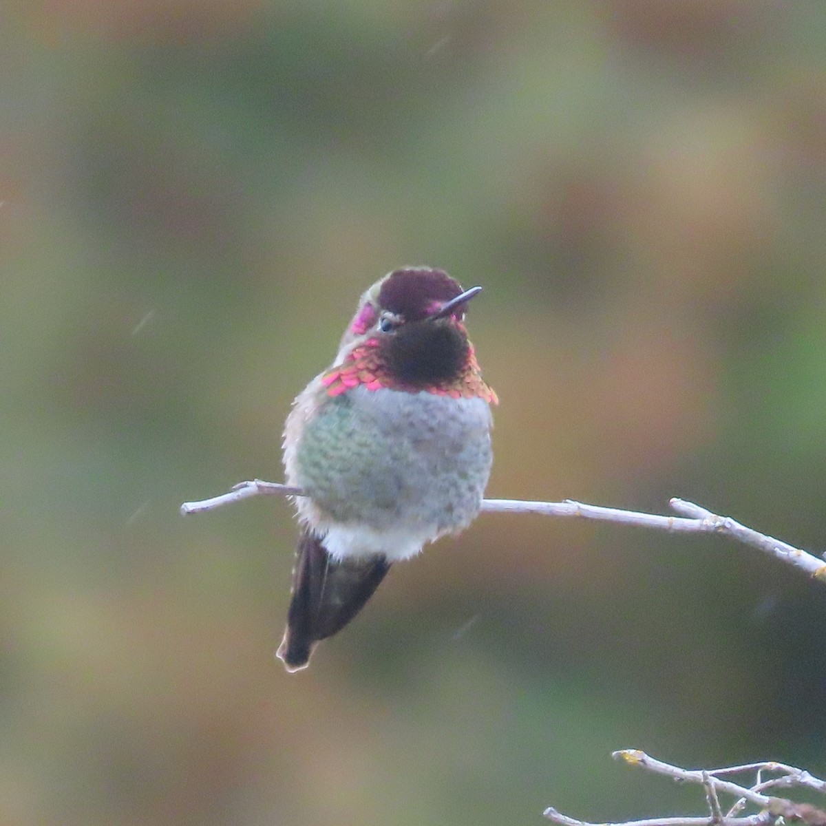 Anna's Hummingbird - ML618003486