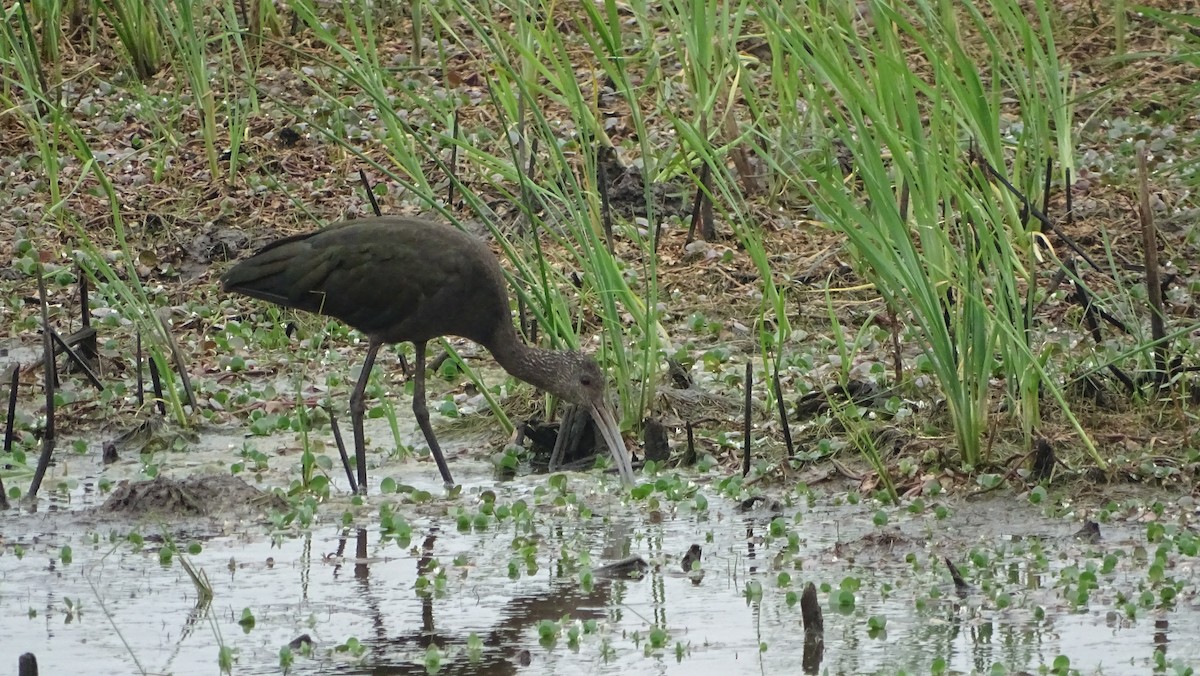 Ebird Checklist Apr Anahuac Nwr Shoveler Pond Loop