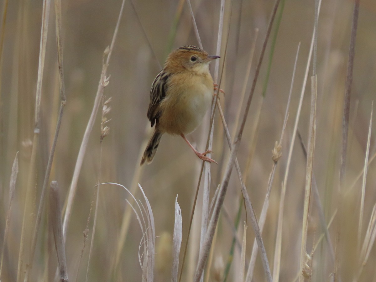 Golden-headed Cisticola - Sandra Henderson