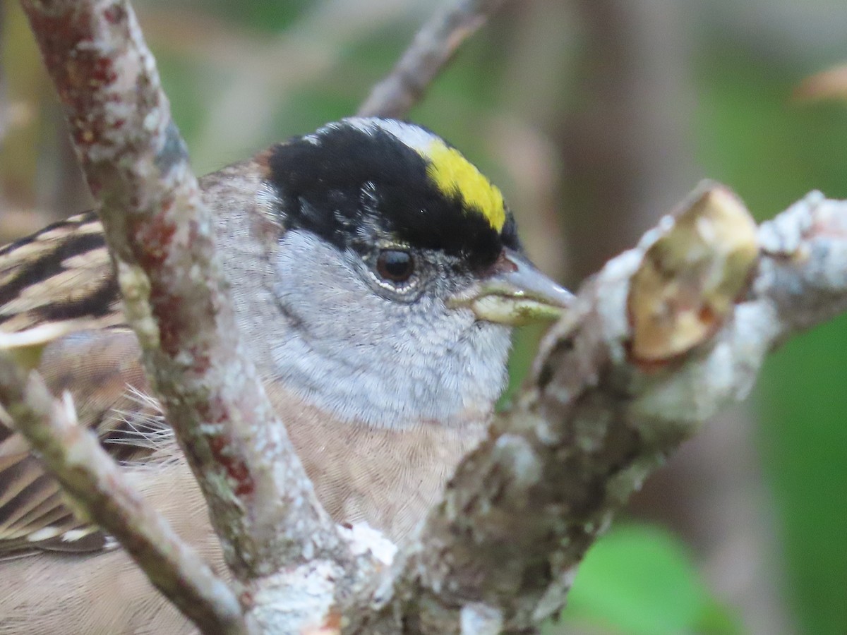 Golden-crowned Sparrow - ML618003529