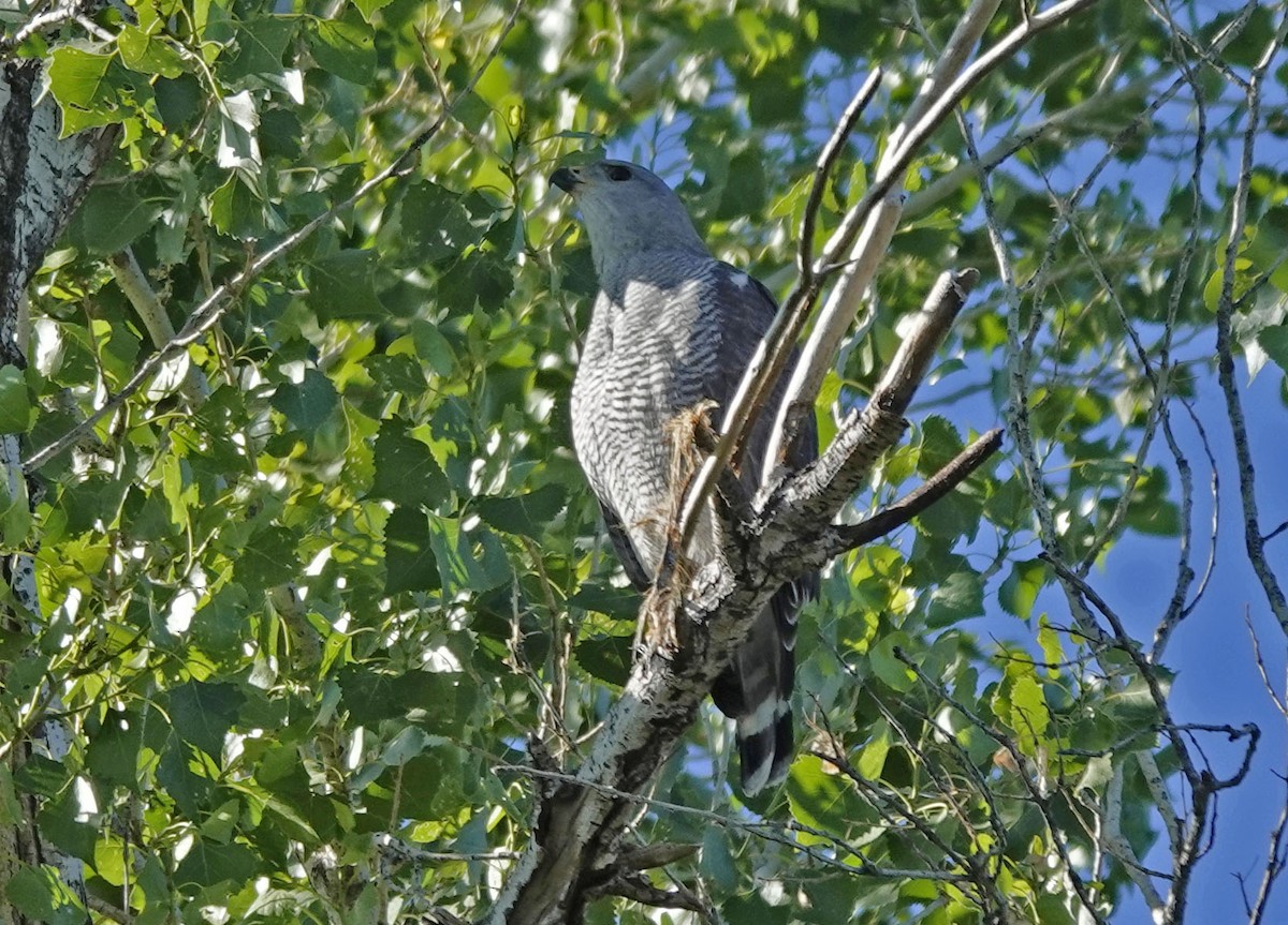 Gray Hawk - ML618003588