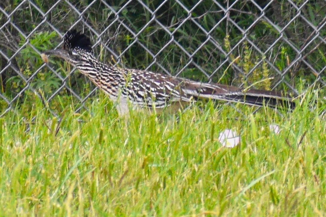 Greater Roadrunner - ML618003589