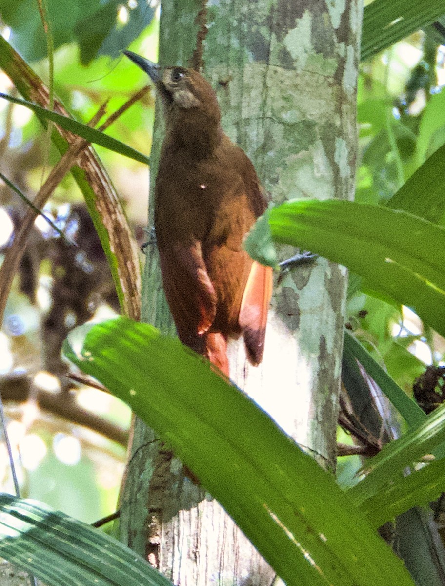 Plain-brown Woodcreeper - Manuel Pérez R.