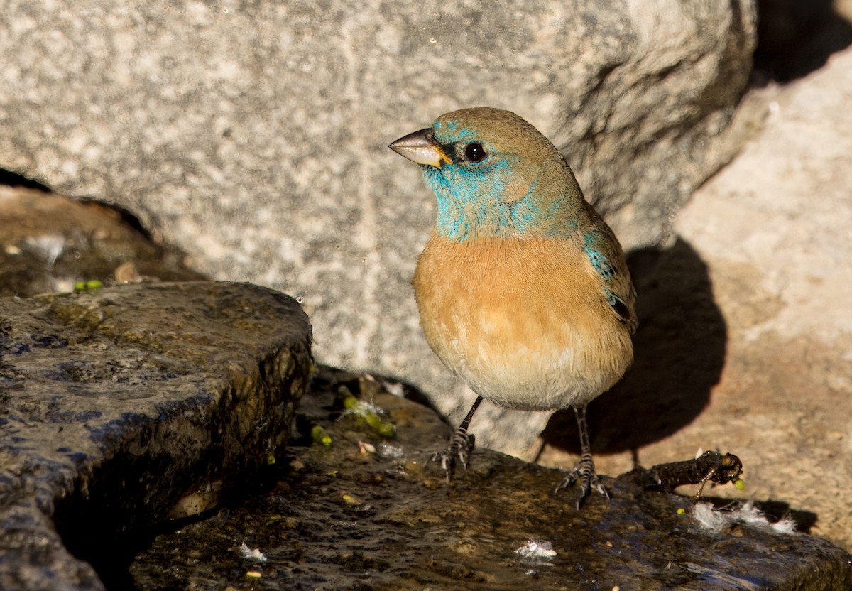 Lazuli Bunting - Daniel Ward