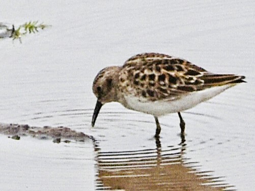 Least Sandpiper - ML618003645