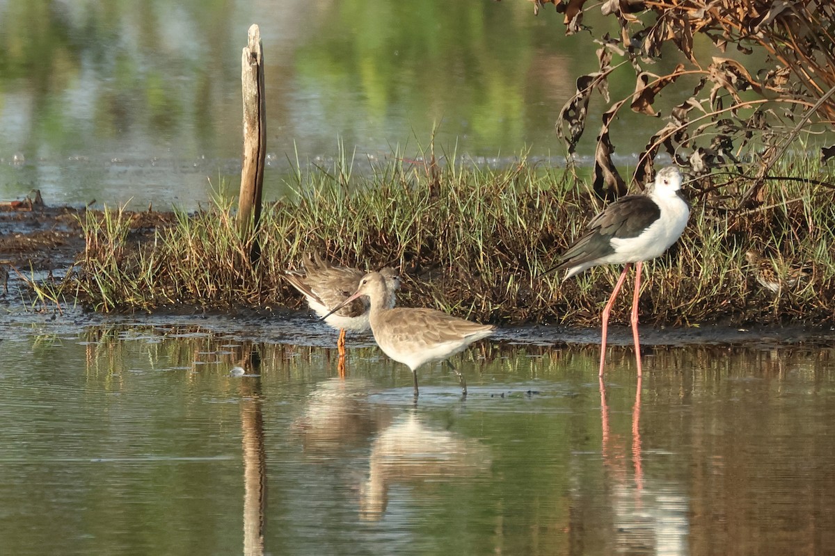 Black-tailed Godwit (bohaii) - ML618003666