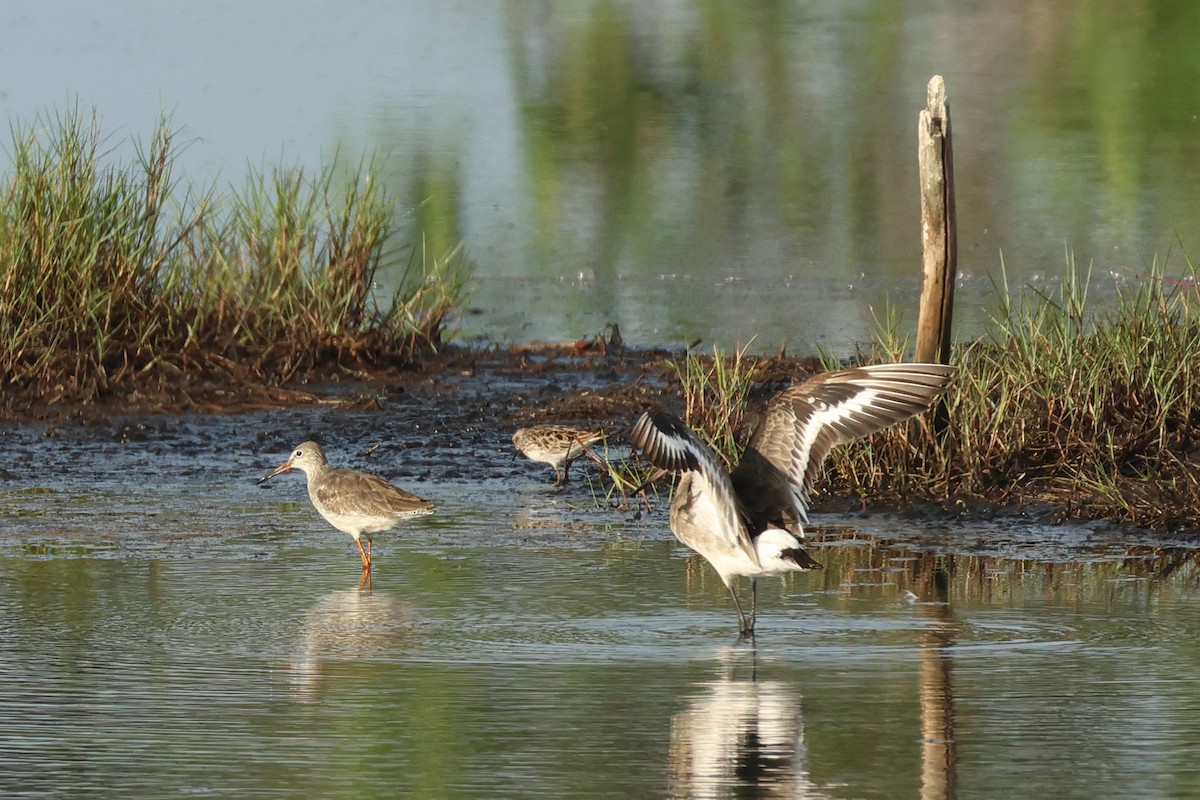 Black-tailed Godwit (bohaii) - ML618003667