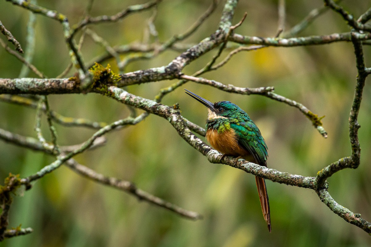 Rufous-tailed Jacamar - ML618003719