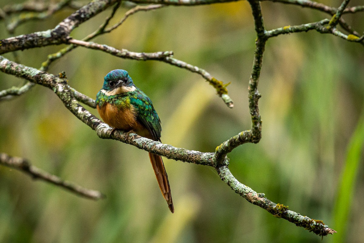 Rufous-tailed Jacamar - Francisco Russo