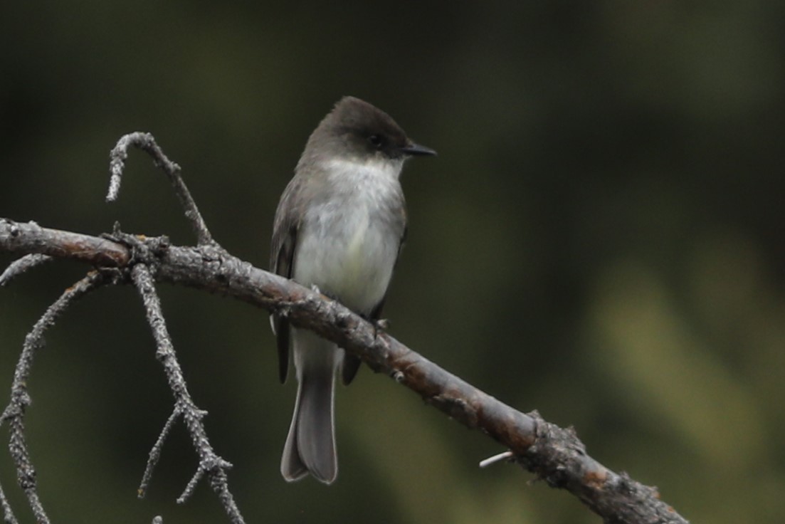 Eastern Phoebe - Irene Crosland