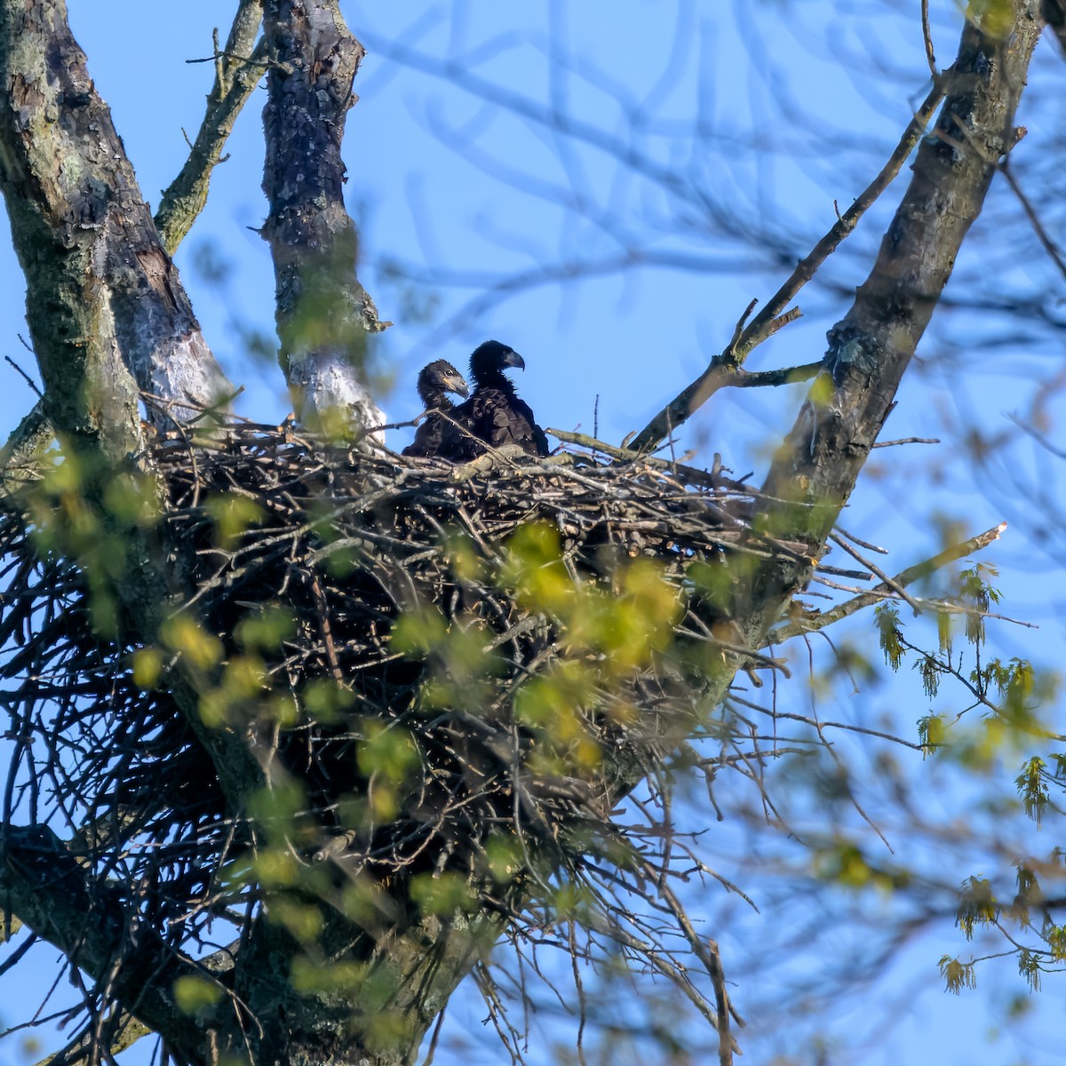 Bald Eagle - ML618003769