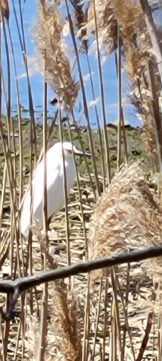 Snowy Egret - ML618003788