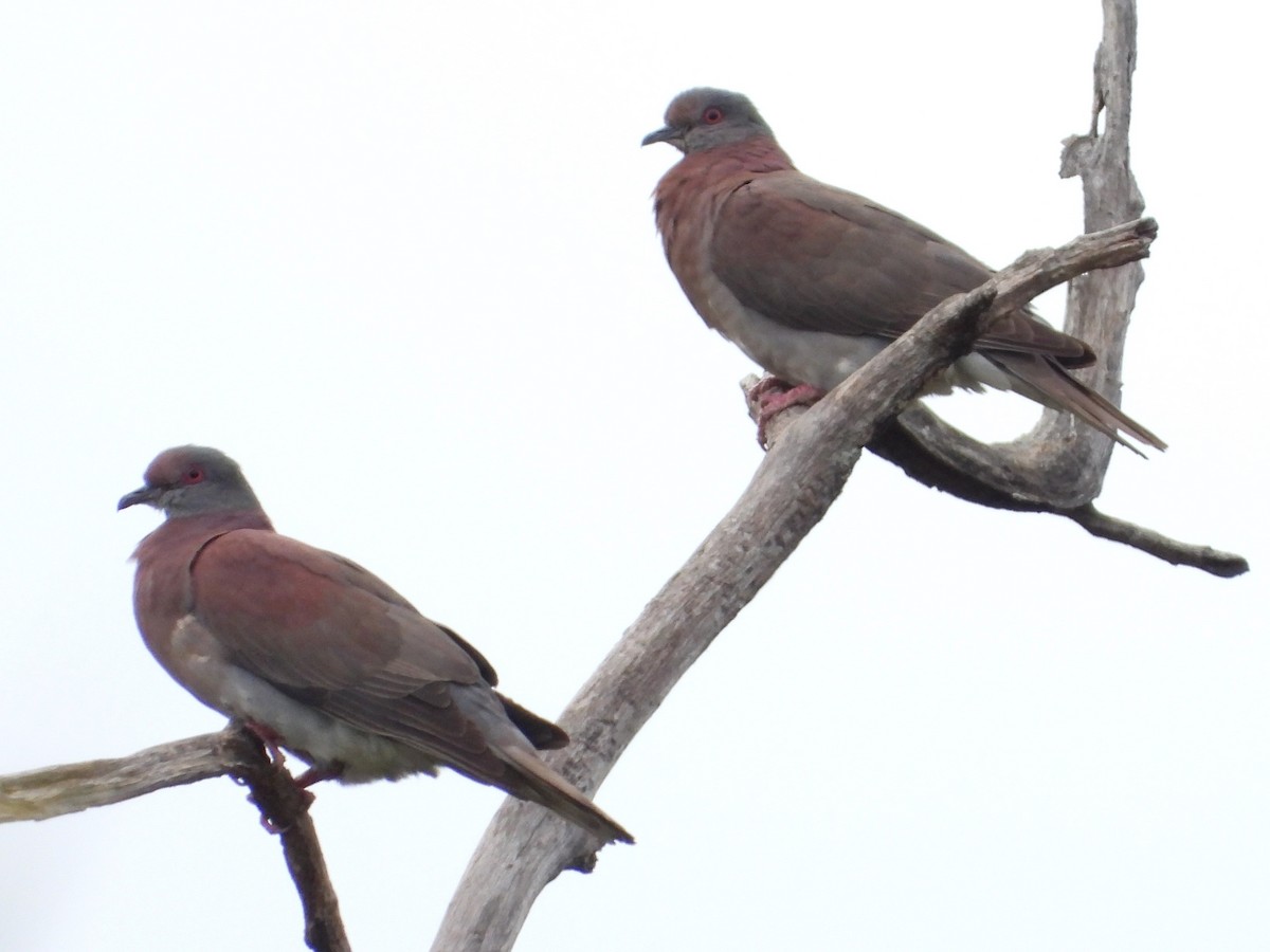 Pale-vented Pigeon - Mary Leigh