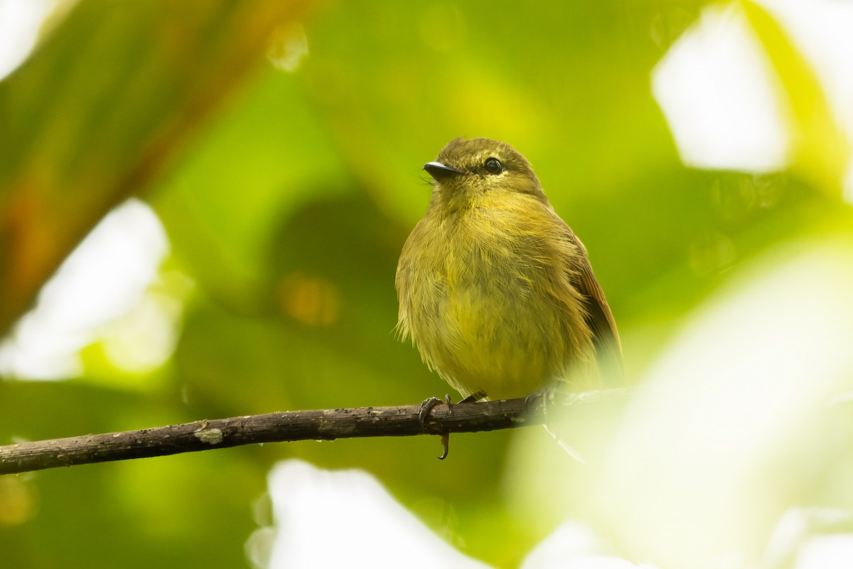 Flavescent Flycatcher - ML618003828