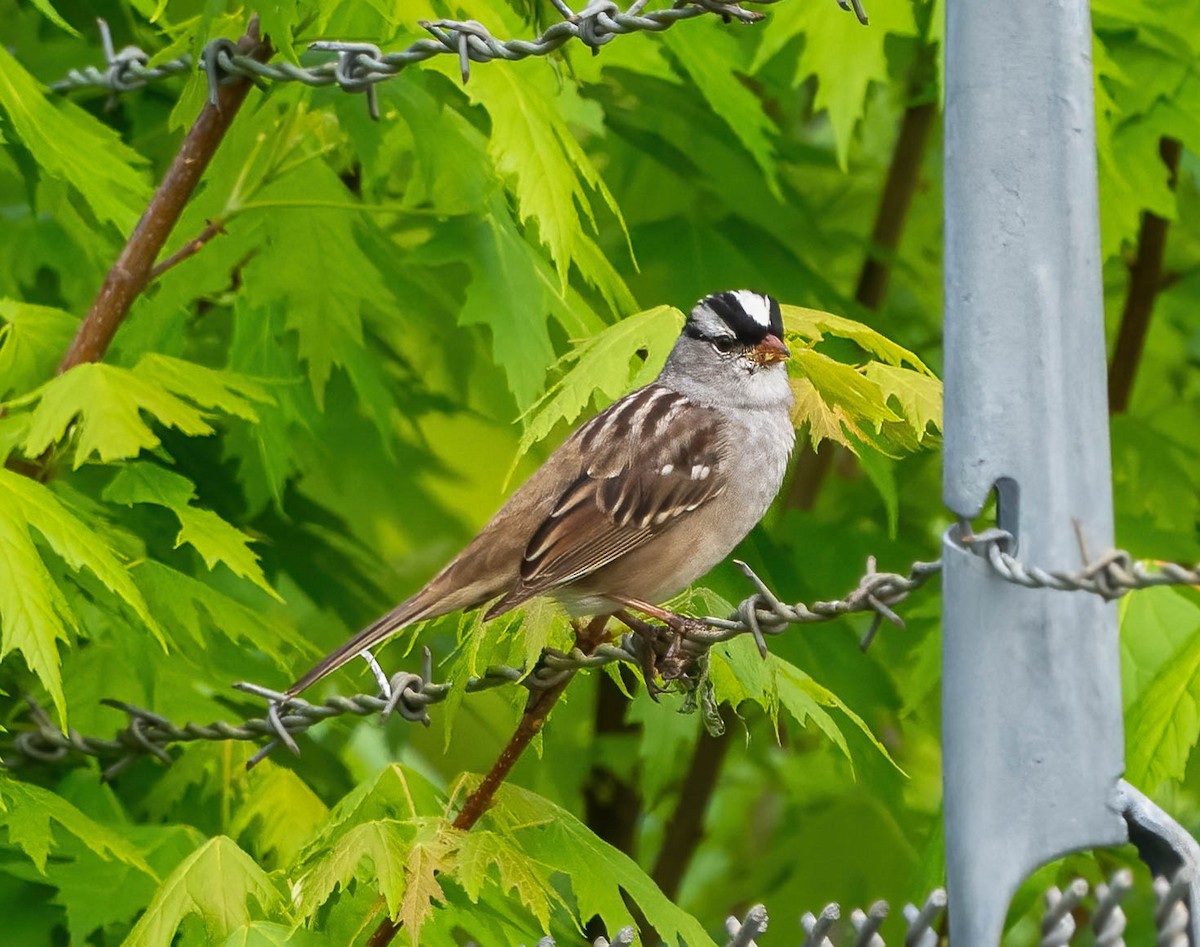 White-crowned Sparrow - ML618003882