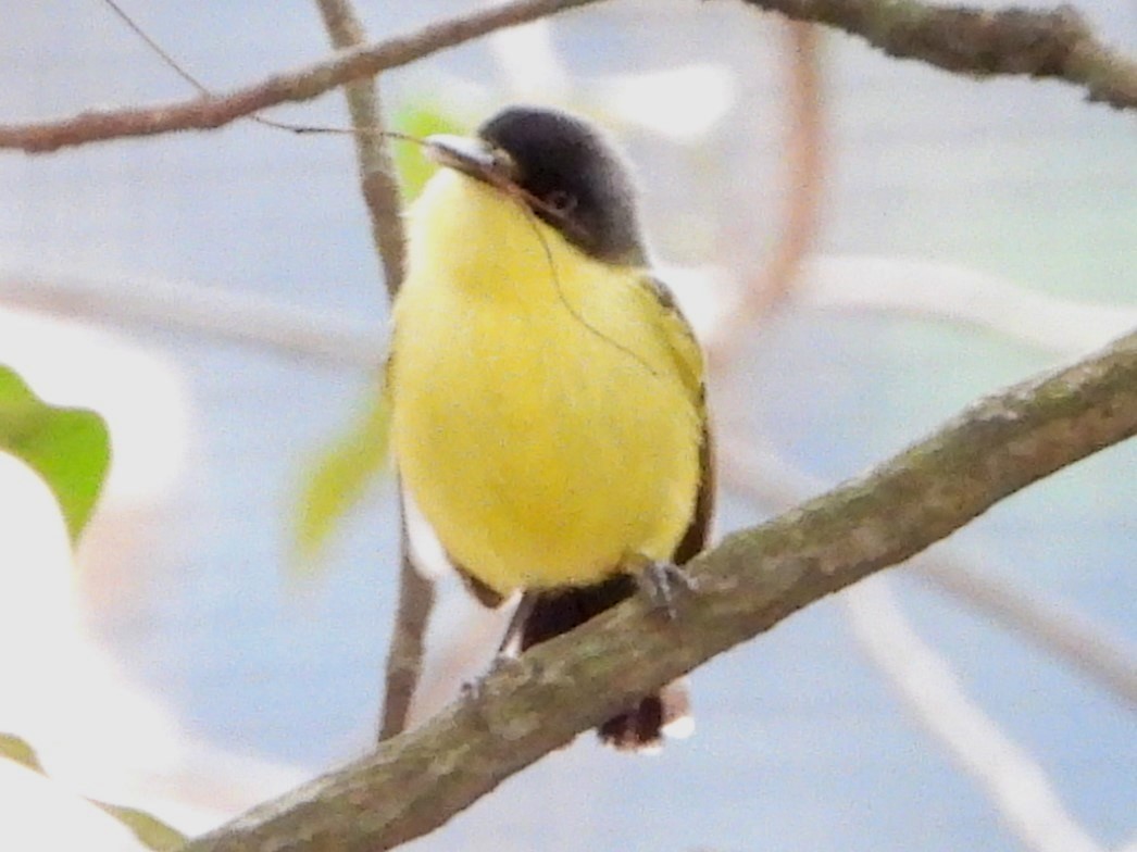 Common Tody-Flycatcher - Mary Leigh