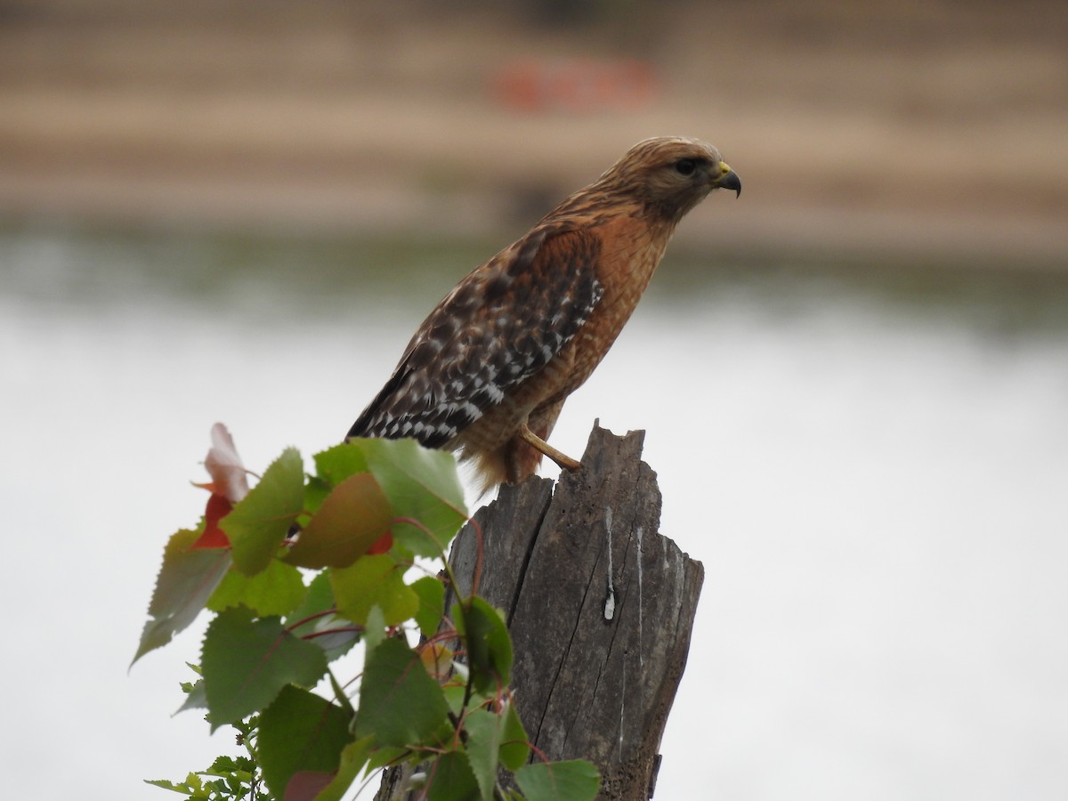 Red-shouldered Hawk - ML618003909