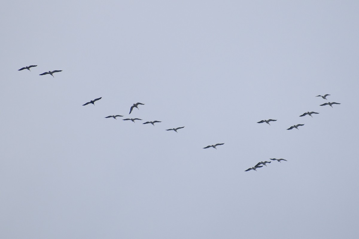 American White Pelican - ML618003915