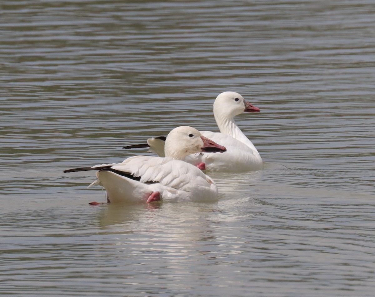 Snow Goose - ML618003935