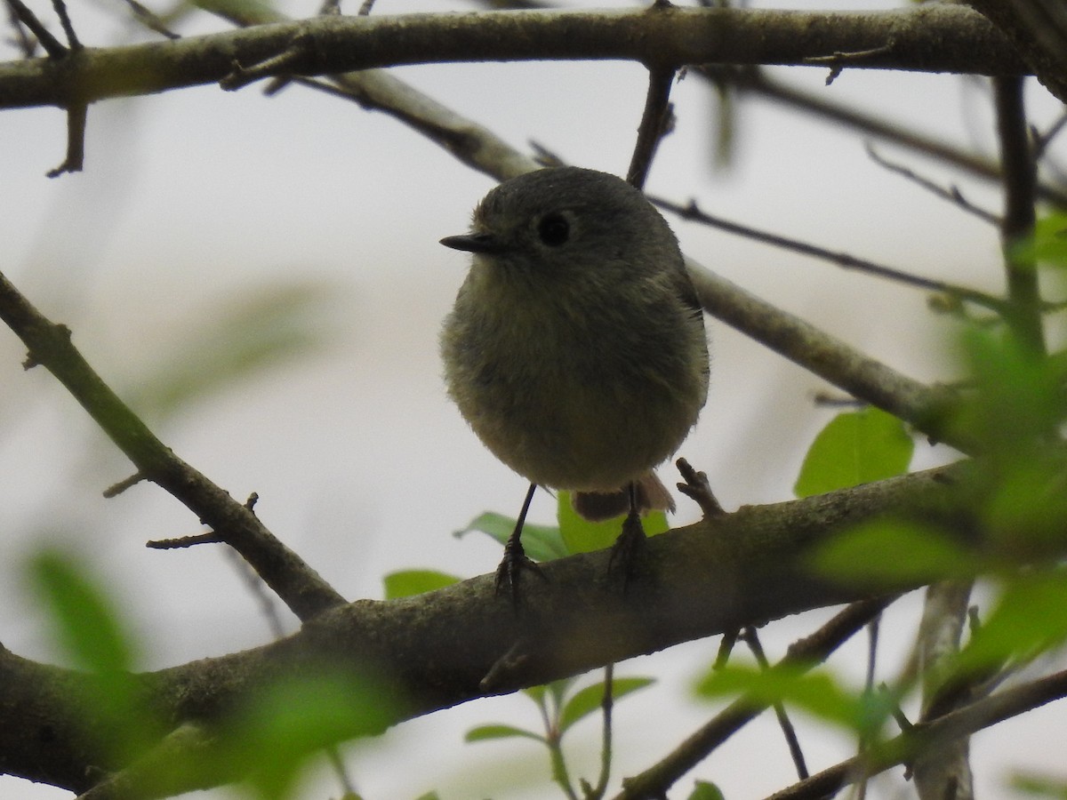 Ruby-crowned Kinglet - ML618003936