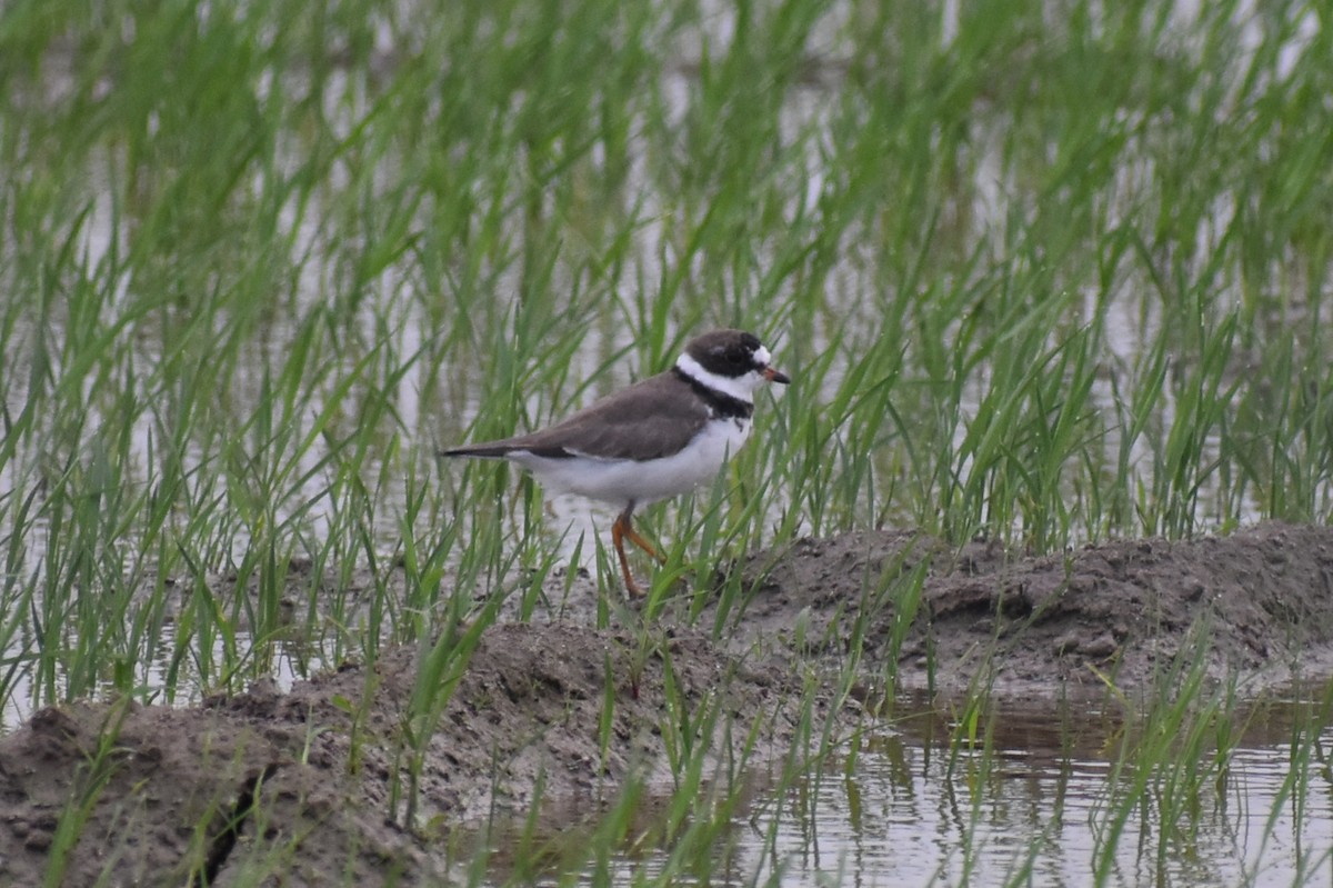 Semipalmated Plover - Claire H