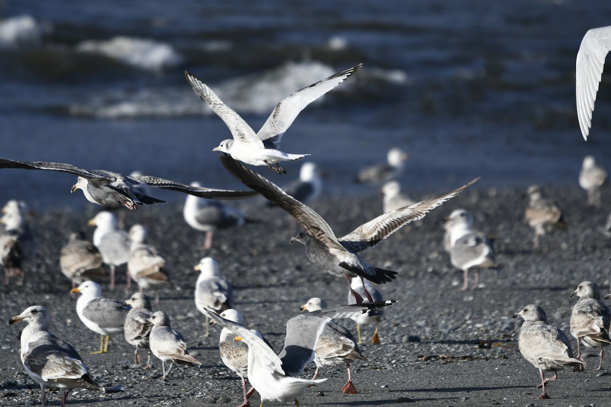 Black-legged Kittiwake - ML618003986