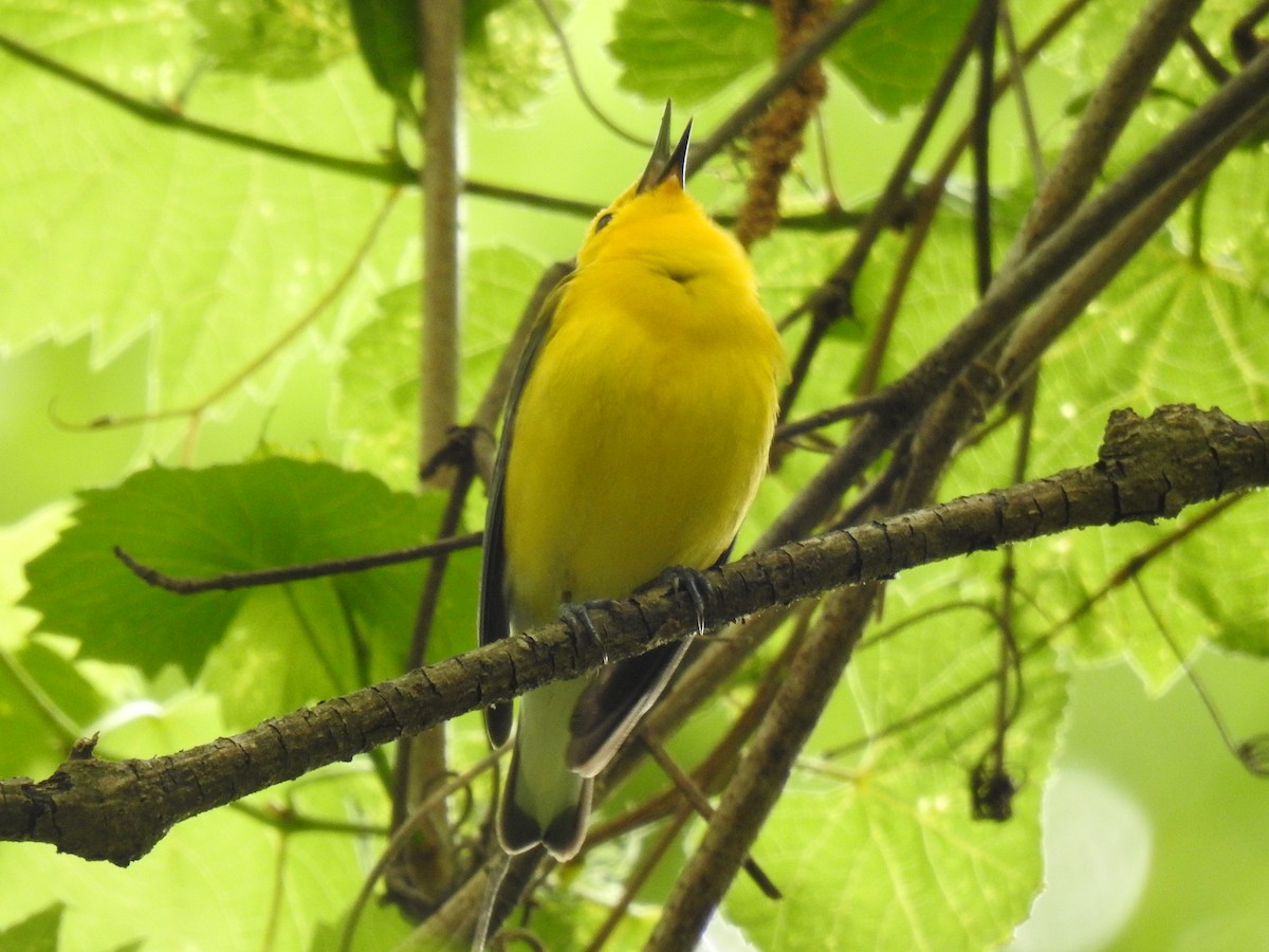 Prothonotary Warbler - ML618003990