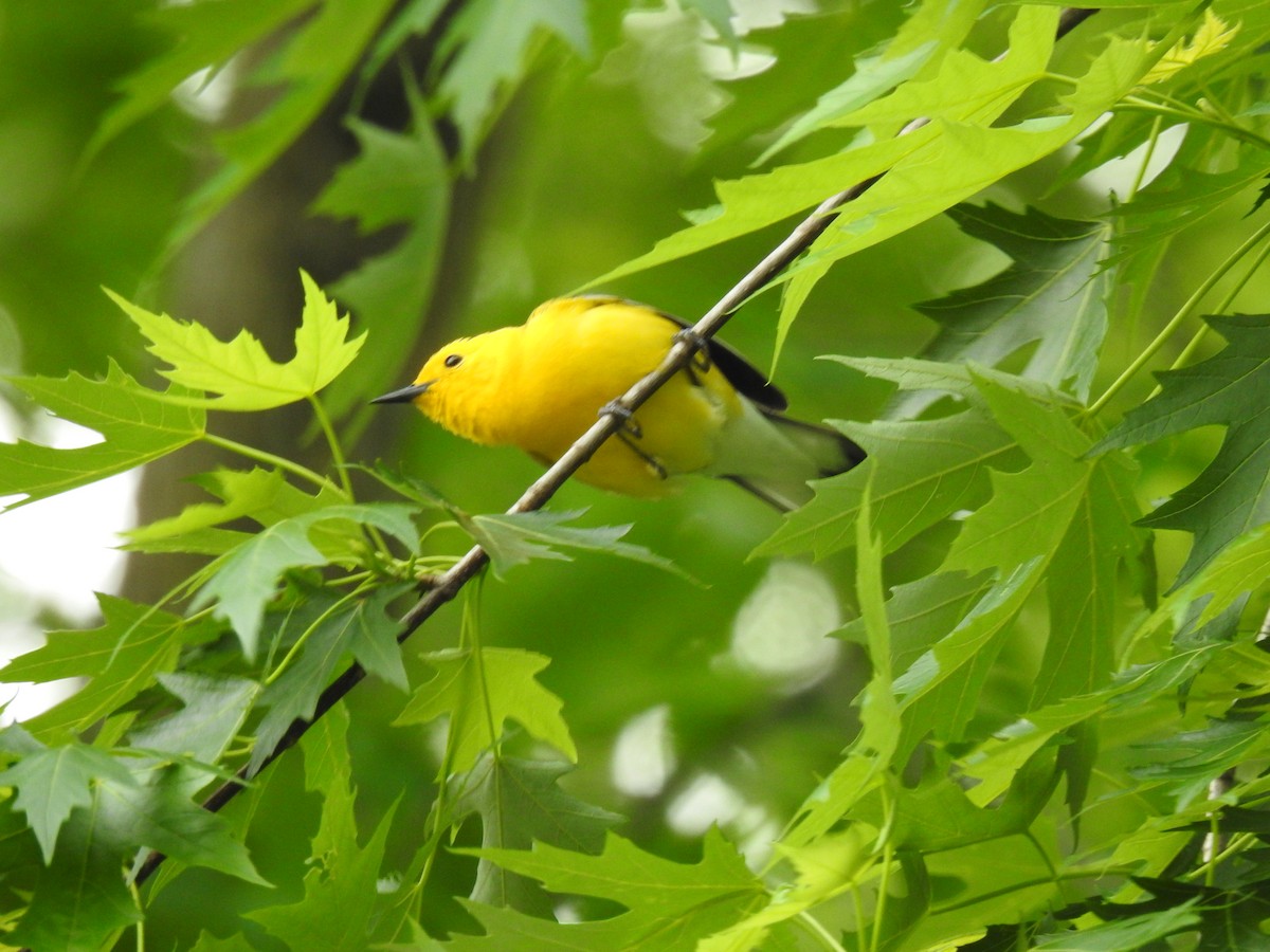 Prothonotary Warbler - ML618003992