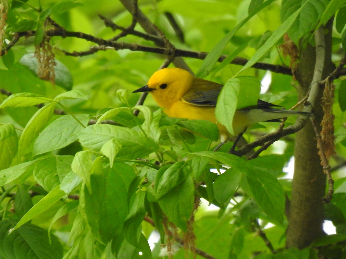 Prothonotary Warbler - ML618003993