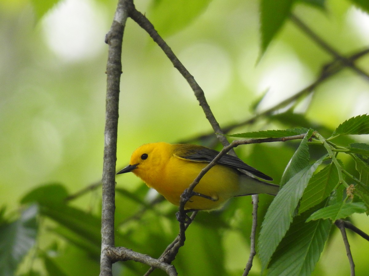 Prothonotary Warbler - ML618003995