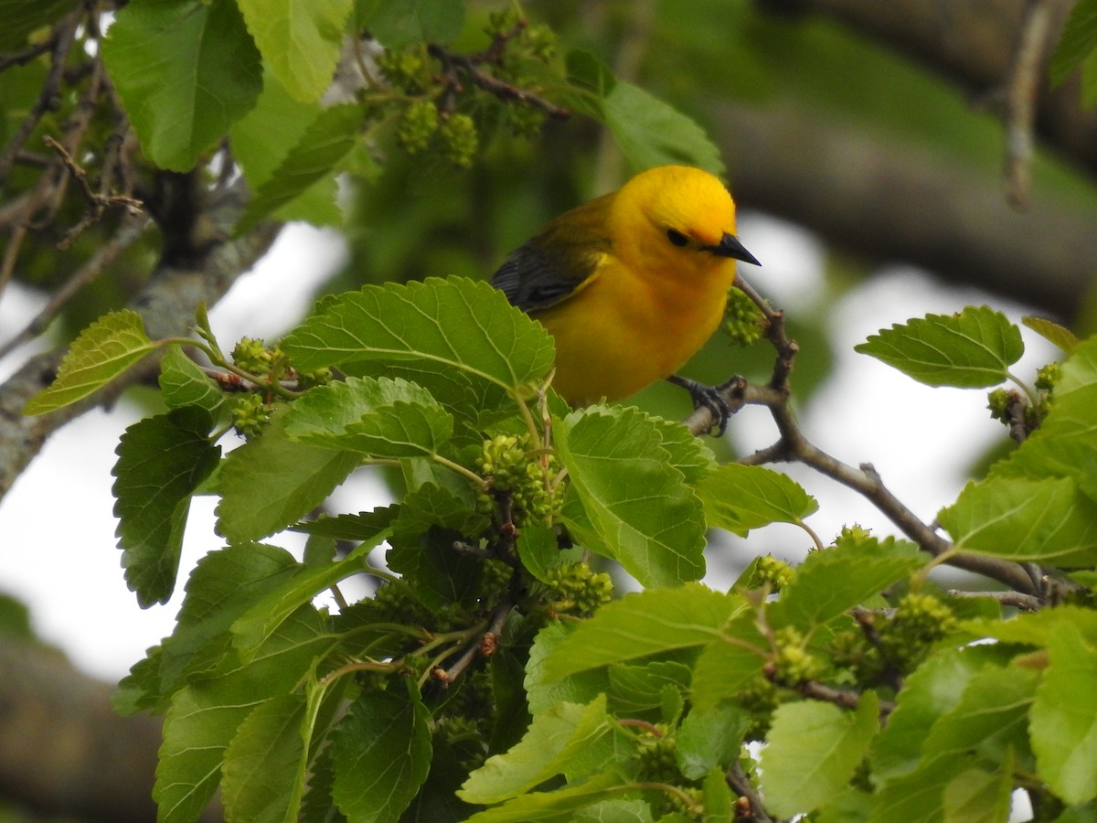 Prothonotary Warbler - ML618003996