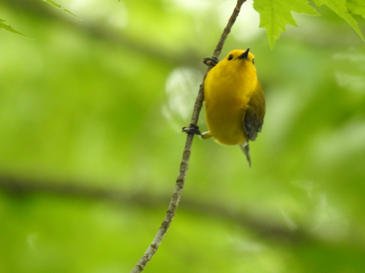 Prothonotary Warbler - ML618003998