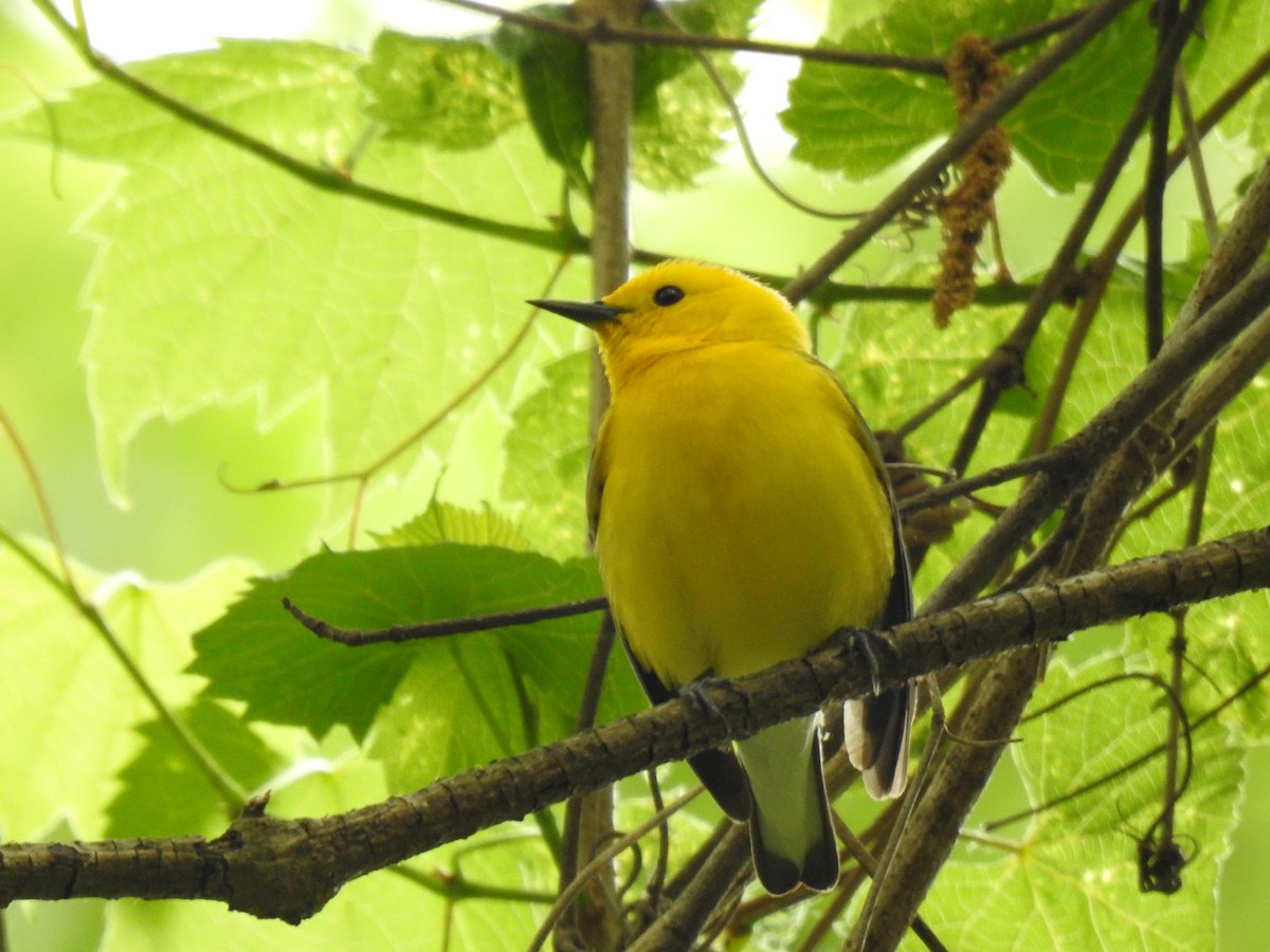 Prothonotary Warbler - ML618003999