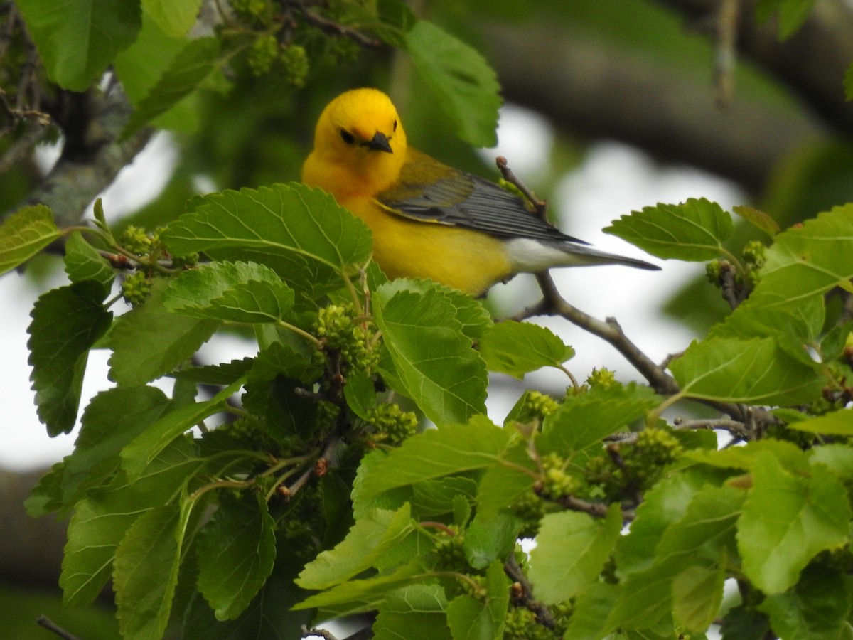 Prothonotary Warbler - ML618004000