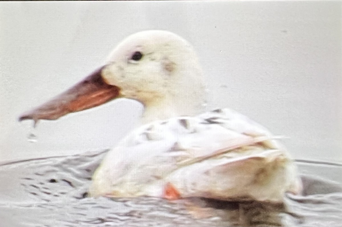 Northern Shoveler - April hosick