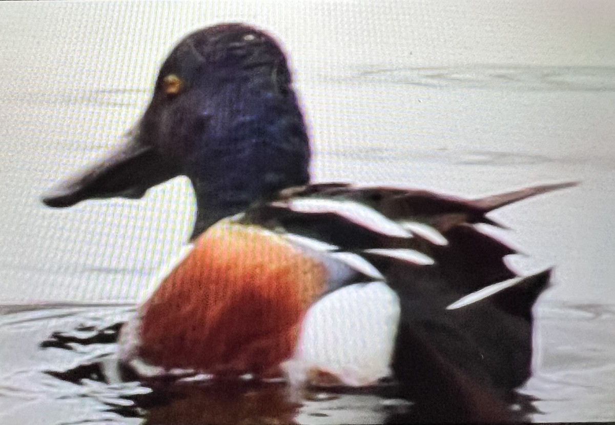 Northern Shoveler - ML618004036