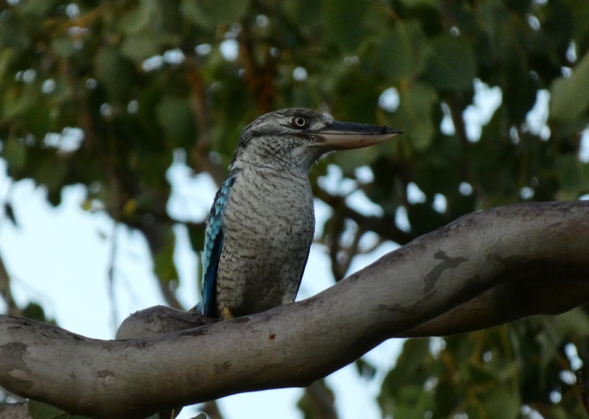 Blue-winged Kookaburra - Ian Starling