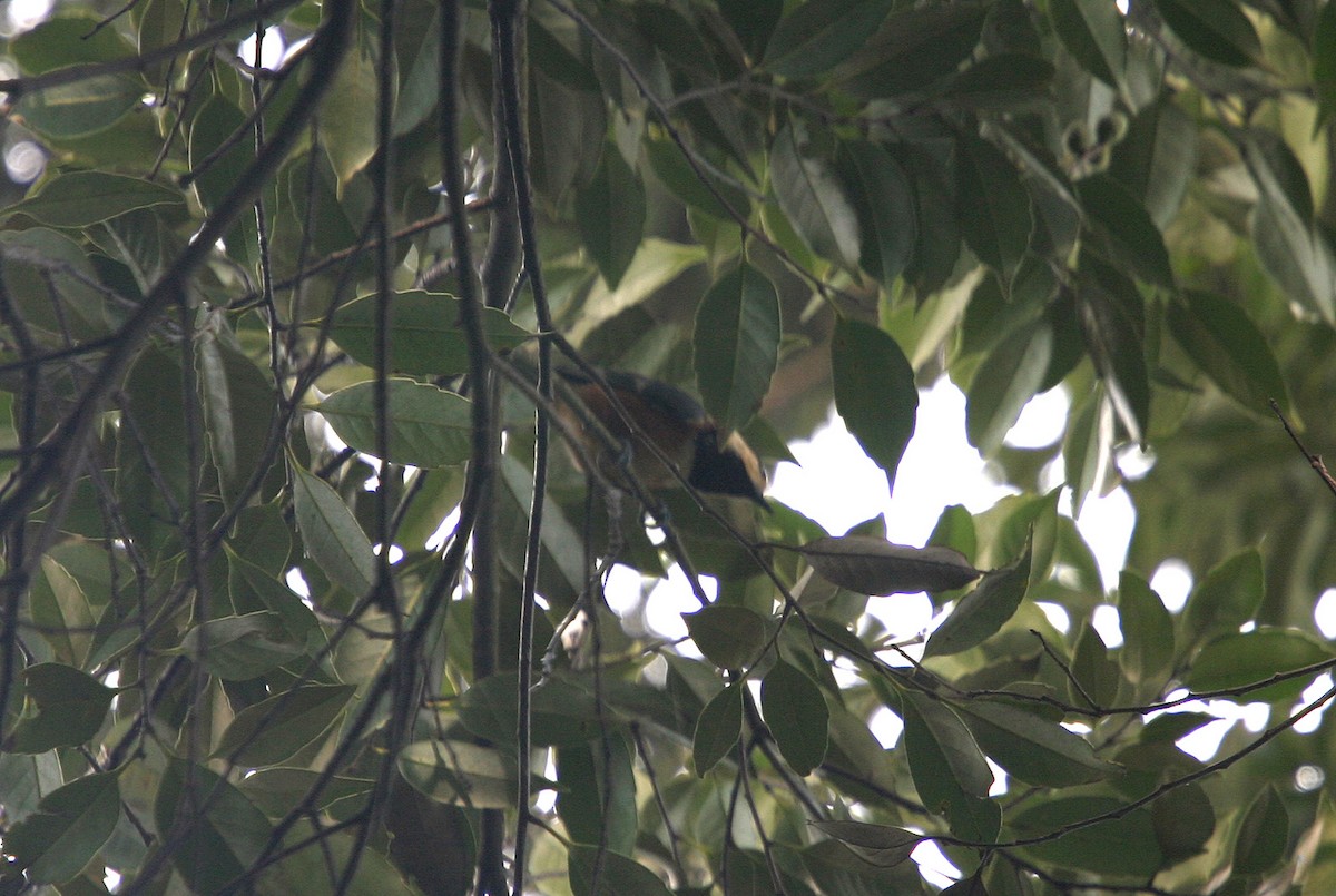 Daurian Redstart - ML618004047