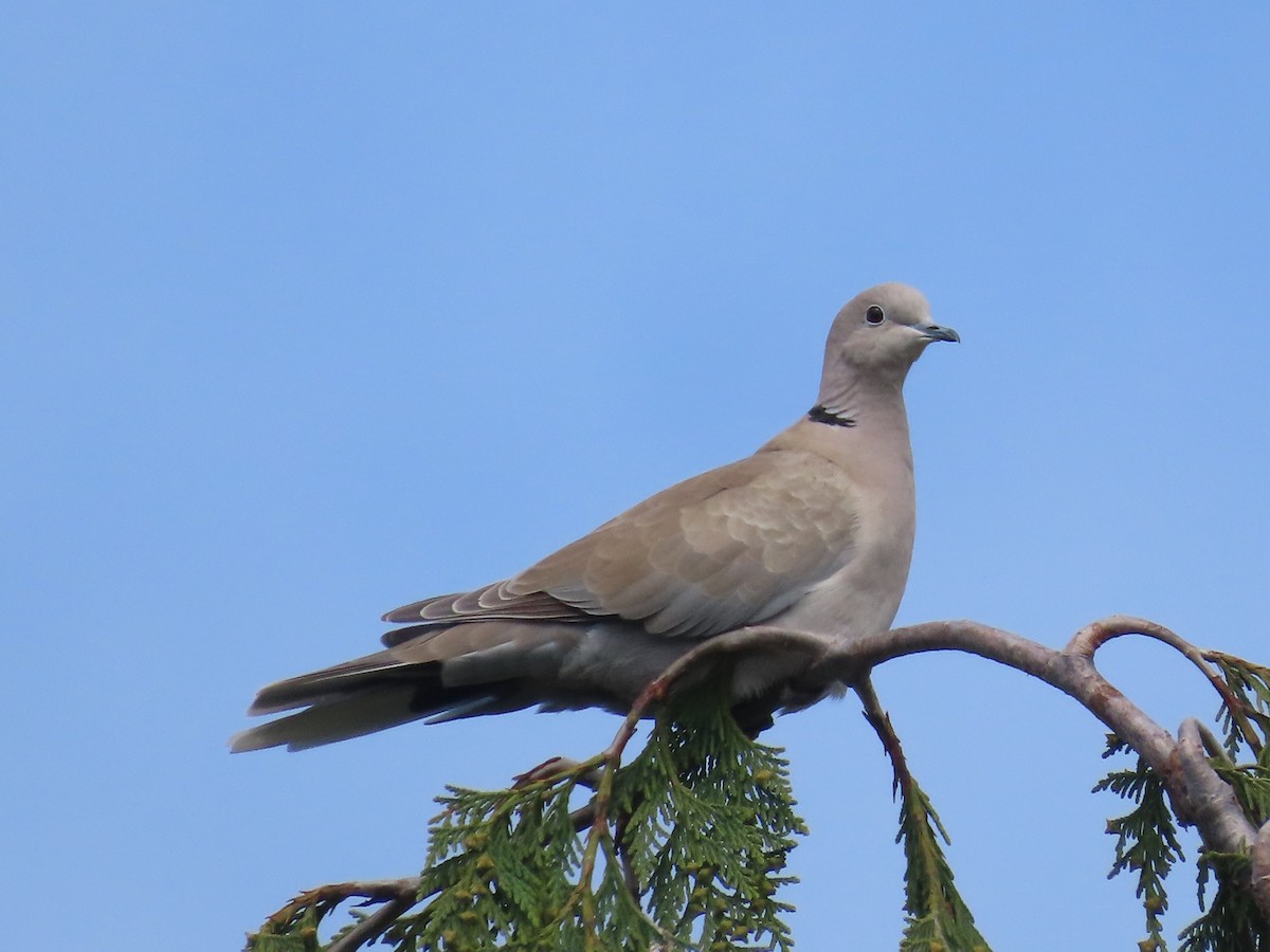 Eurasian Collared-Dove - Suzanne Beauchesne