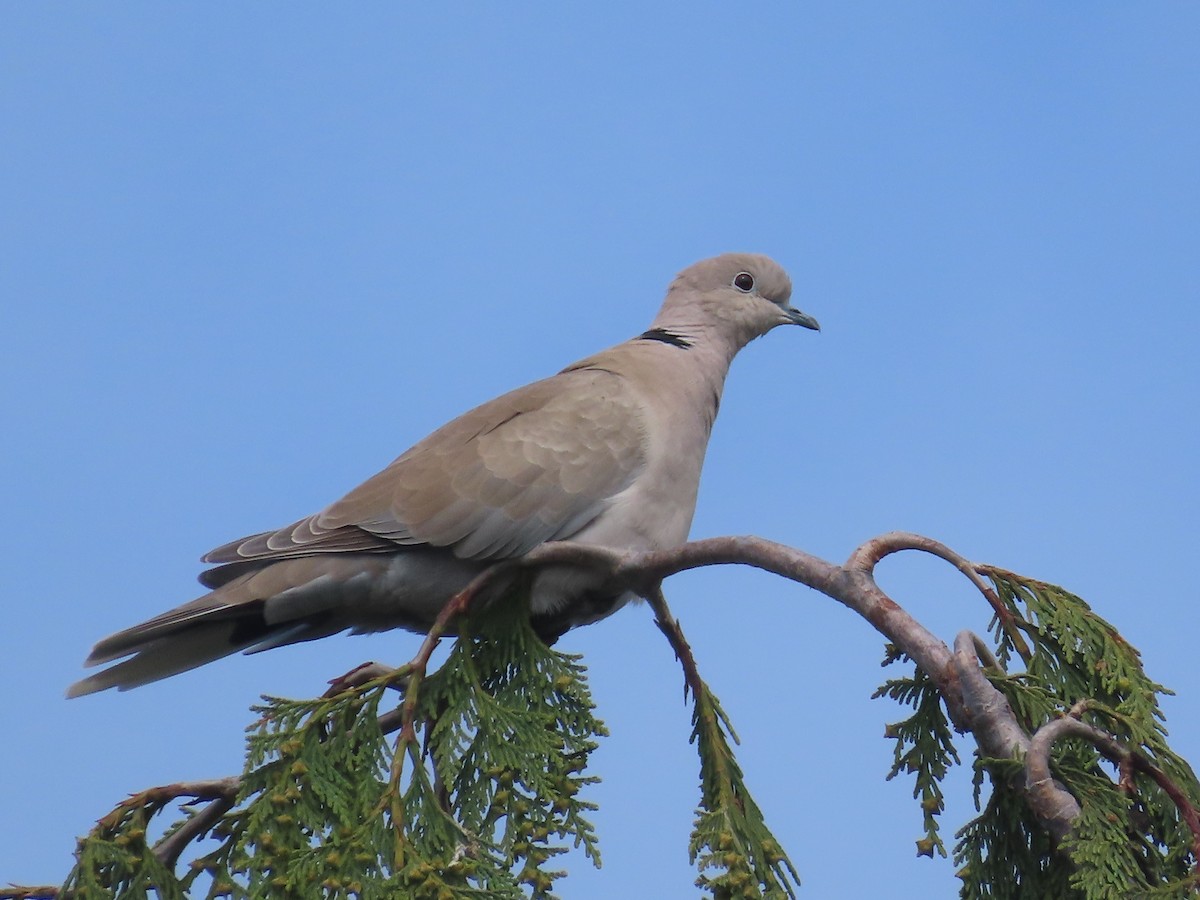 Eurasian Collared-Dove - Suzanne Beauchesne