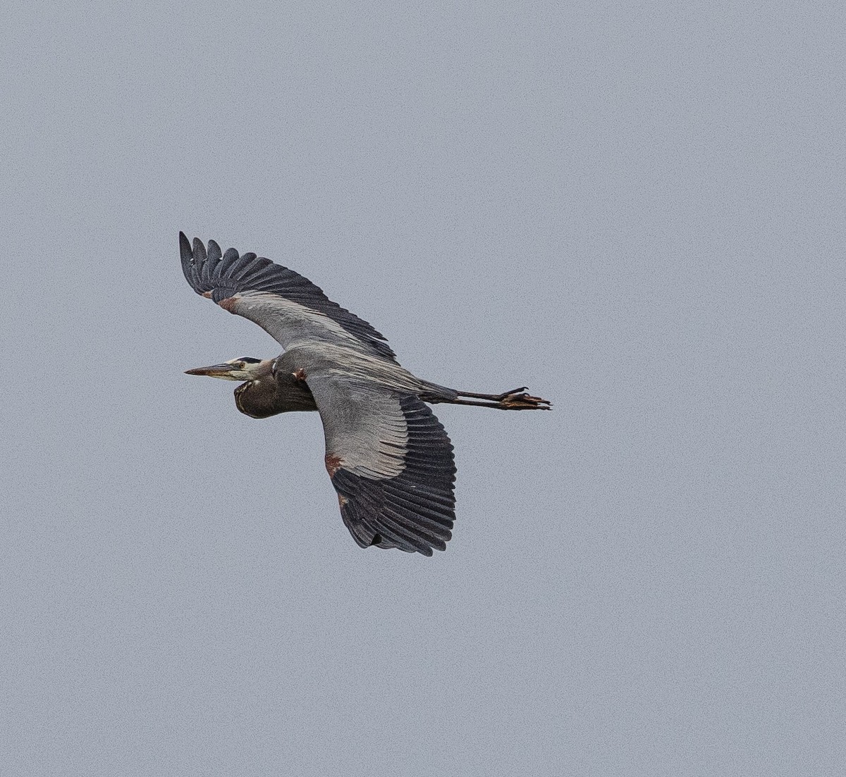 Great Blue Heron - Joan Duffield