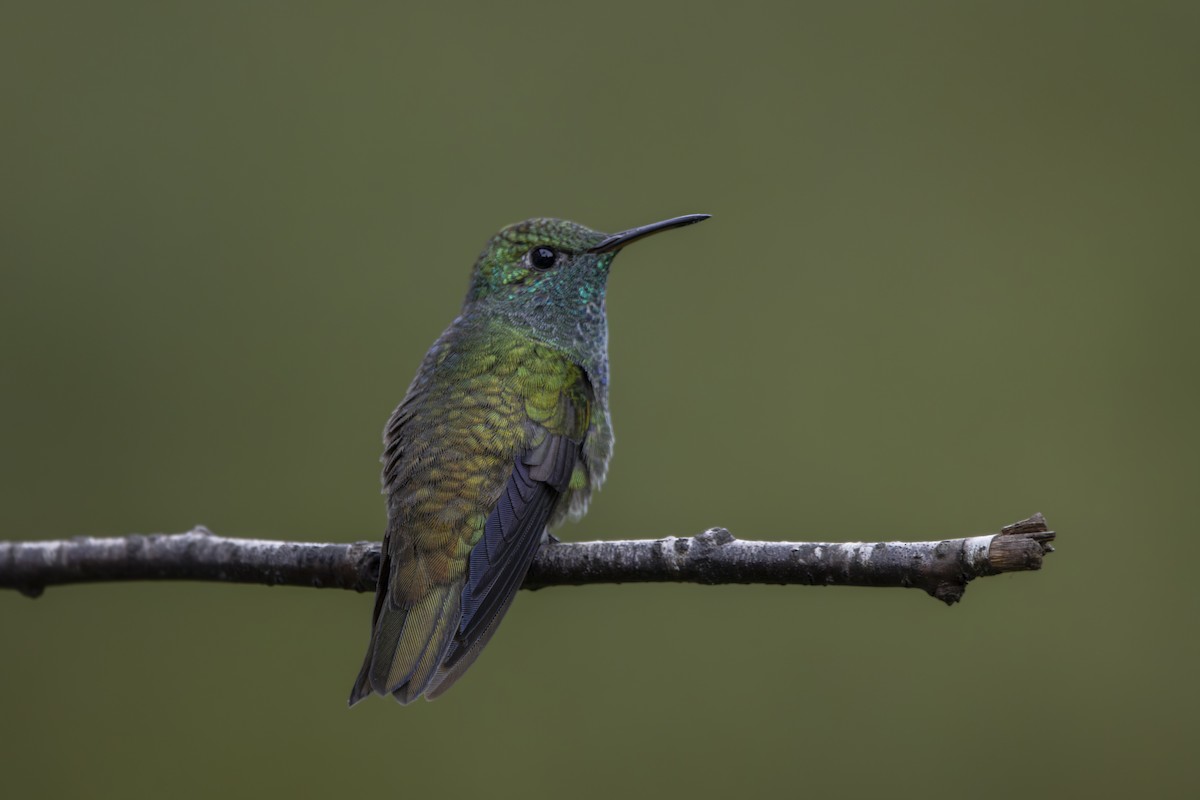 kolibřík pestrý [skupina versicolor] - ML618004158